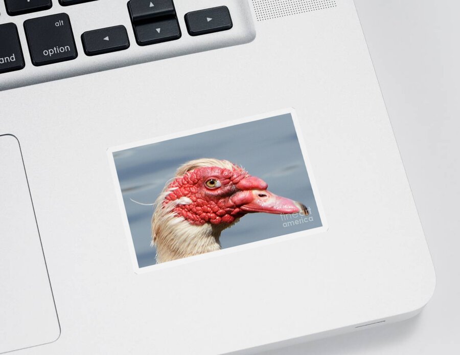 Geese Sticker featuring the photograph Crying Goose by Dani McEvoy