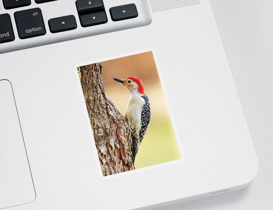 Bird Sticker featuring the photograph Curious Woody #2 by Bill and Linda Tiepelman