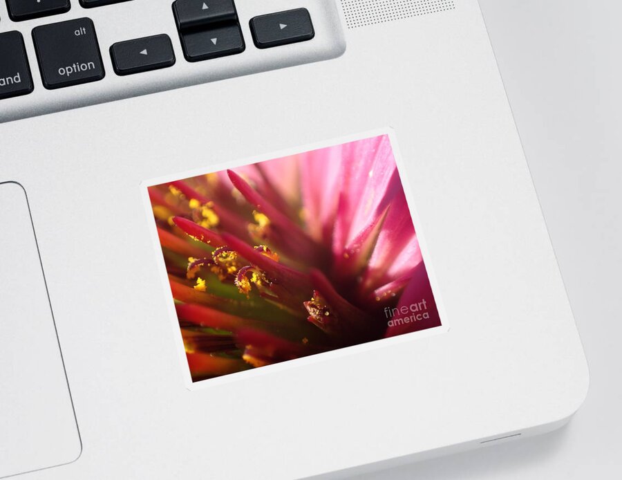 Flower Sticker featuring the photograph Curly Contrast by Christina Verdgeline