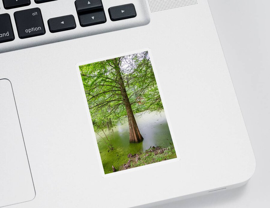 Tree Sticker featuring the photograph Cypress at Myrtle's Plantation by Kathleen K Parker