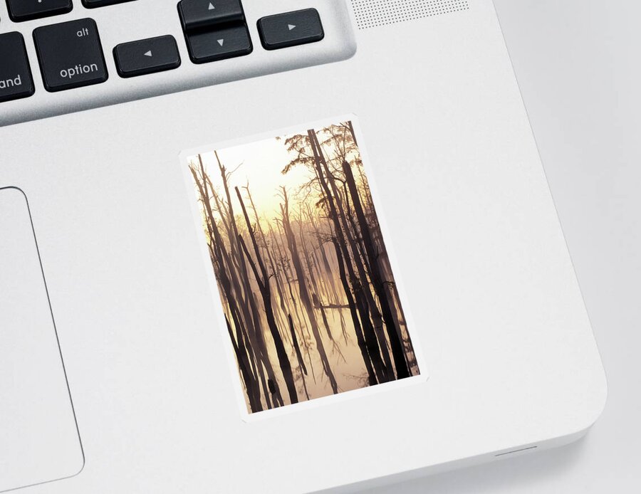 Cypress Sticker featuring the photograph Cypress Swamp by James C Richardson
