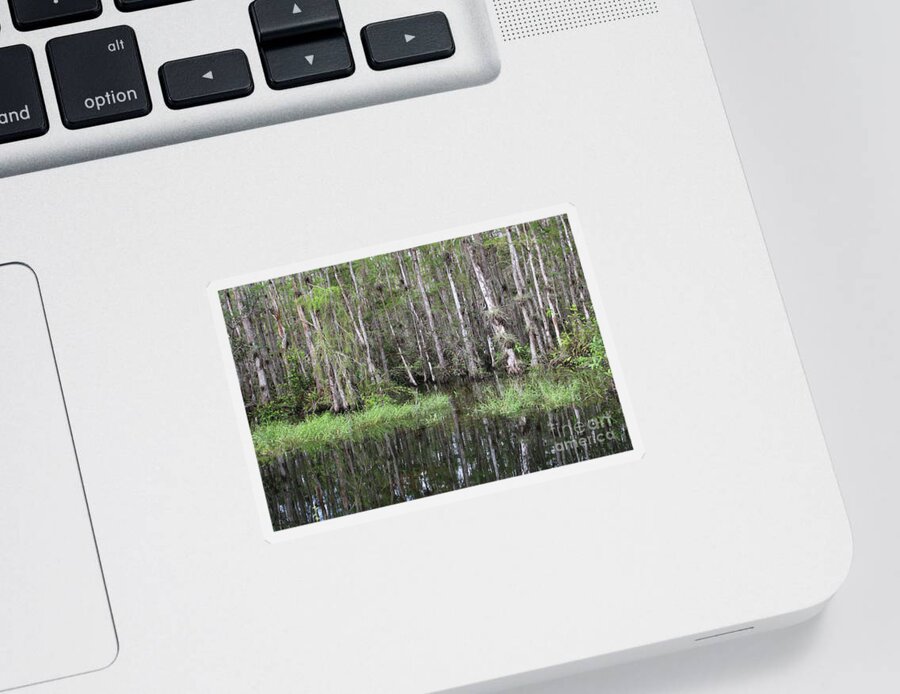 Cypress Swamps Sticker featuring the photograph Cypress Trees Reflection by Carol Groenen