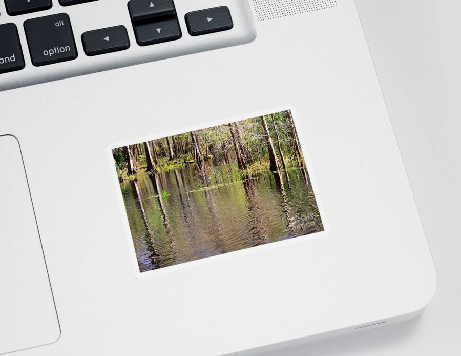 Cypress Trees Sticker featuring the photograph Cypresses Reflection by Carol Groenen