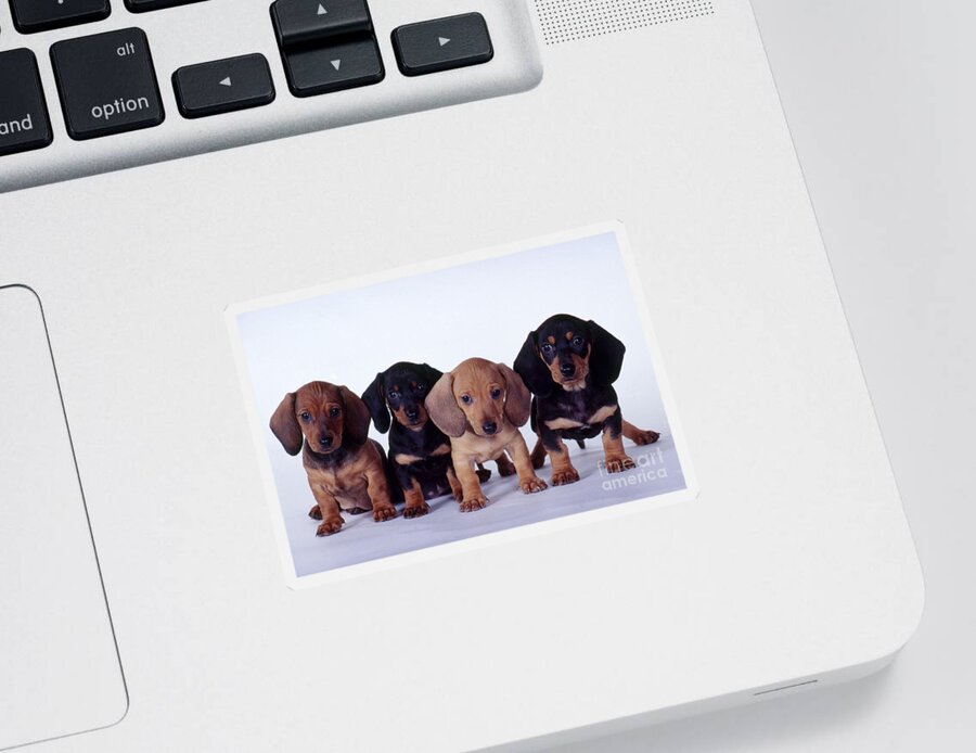 Dachshund Sticker featuring the photograph Dachshund Puppies by Carolyn McKeone and Photo Researchers