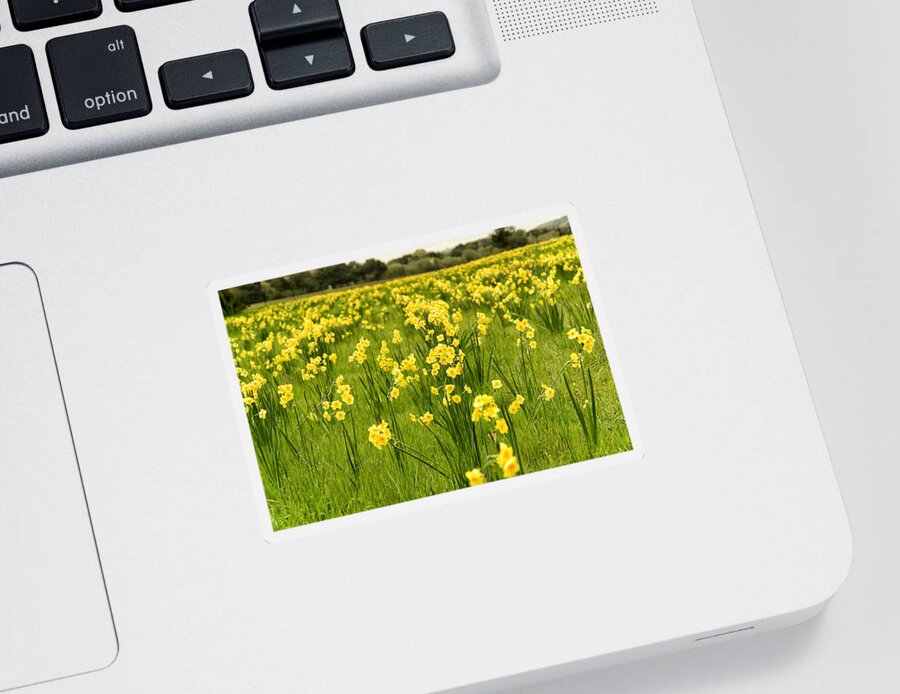 Nature Sticker featuring the photograph Daffodil Delight by Weir Here And There