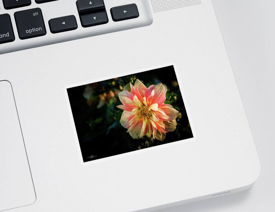 Dahlia Apple Blossom Sticker featuring the photograph Dahlia named Apple Blossom by Torbjorn Swenelius