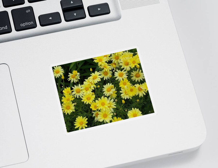 Daisies Sticker featuring the photograph Daisies by Catherine Gagne