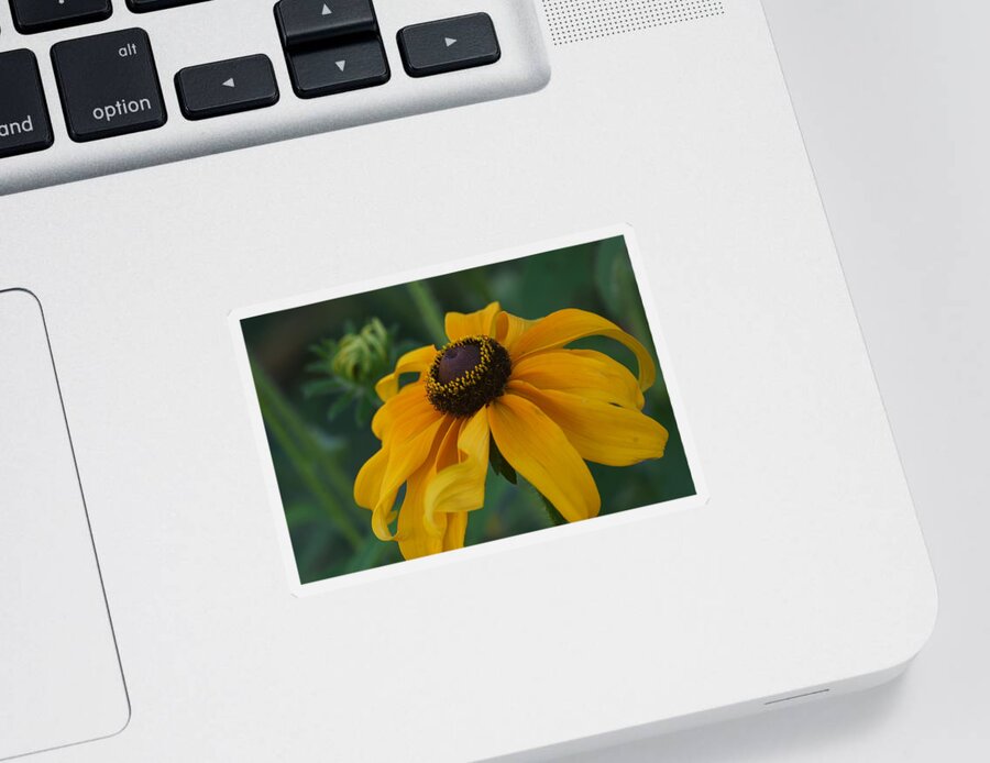 Bloom Sticker featuring the photograph Daisy 3 by Dimitry Papkov