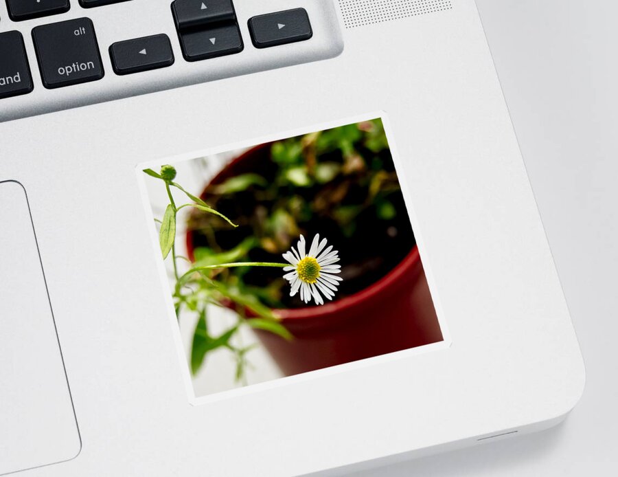 Daisy Sticker featuring the photograph Daisy or What. by Elena Perelman
