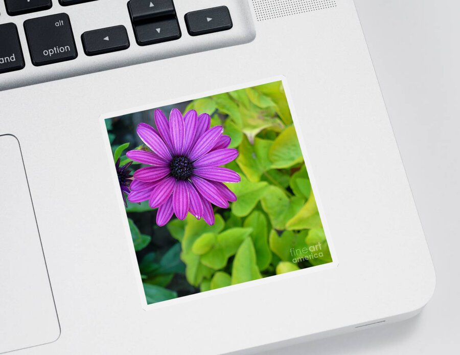 Flower Sticker featuring the photograph Daisy Pop by Linda Bianic