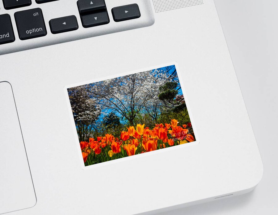 America Sticker featuring the photograph Dallas Arboretum Tulips and Cherries by Inge Johnsson