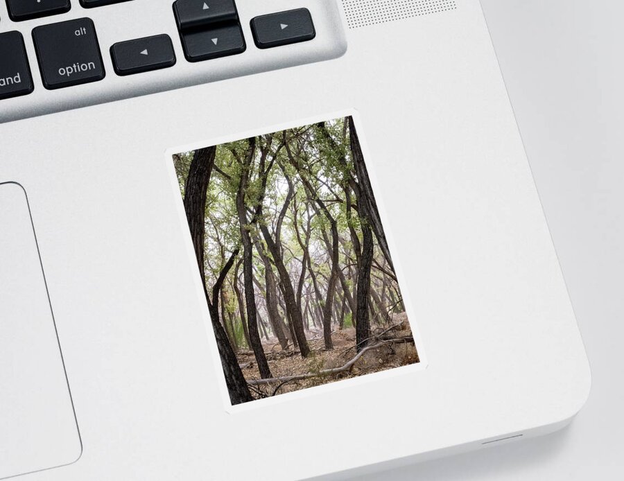 Landscapes Sticker featuring the photograph Dance of the Trees by Mary Lee Dereske