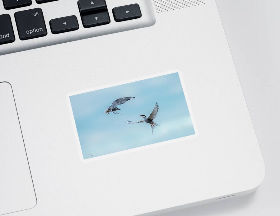 Flying Common Terns Sticker featuring the photograph Dancing Terns by Torbjorn Swenelius
