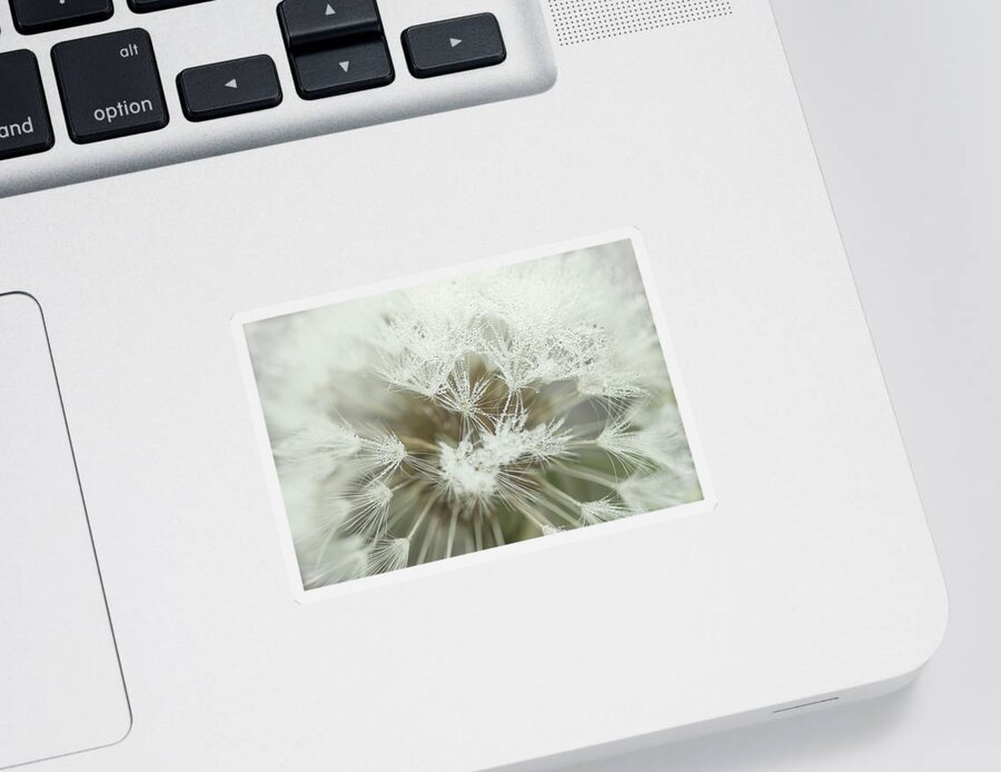 Background Sticker featuring the photograph Dandelion with droplets I by Paulo Goncalves