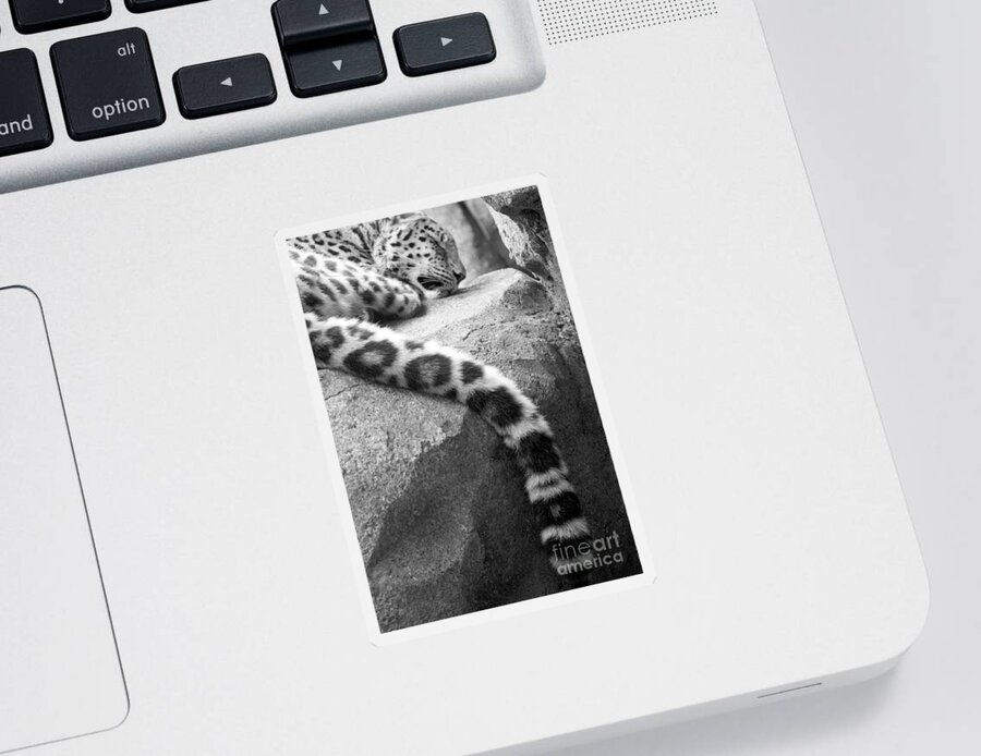 Leopard Sticker featuring the photograph Dangling and Dozing in Black and White by Mary Mikawoz