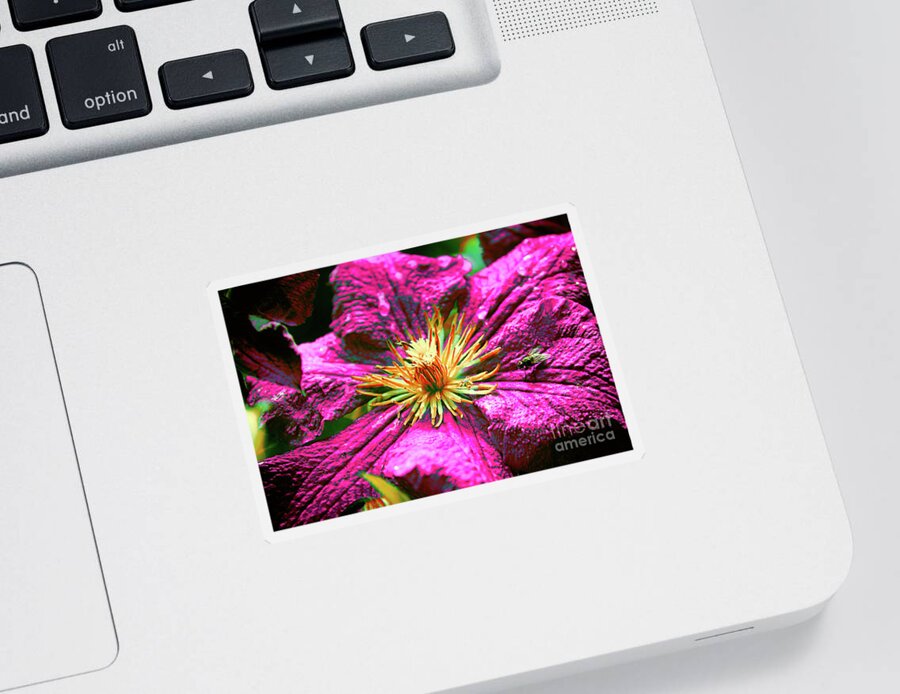 Daring Clematis Sticker featuring the photograph Daring Clematis by Mariola Bitner