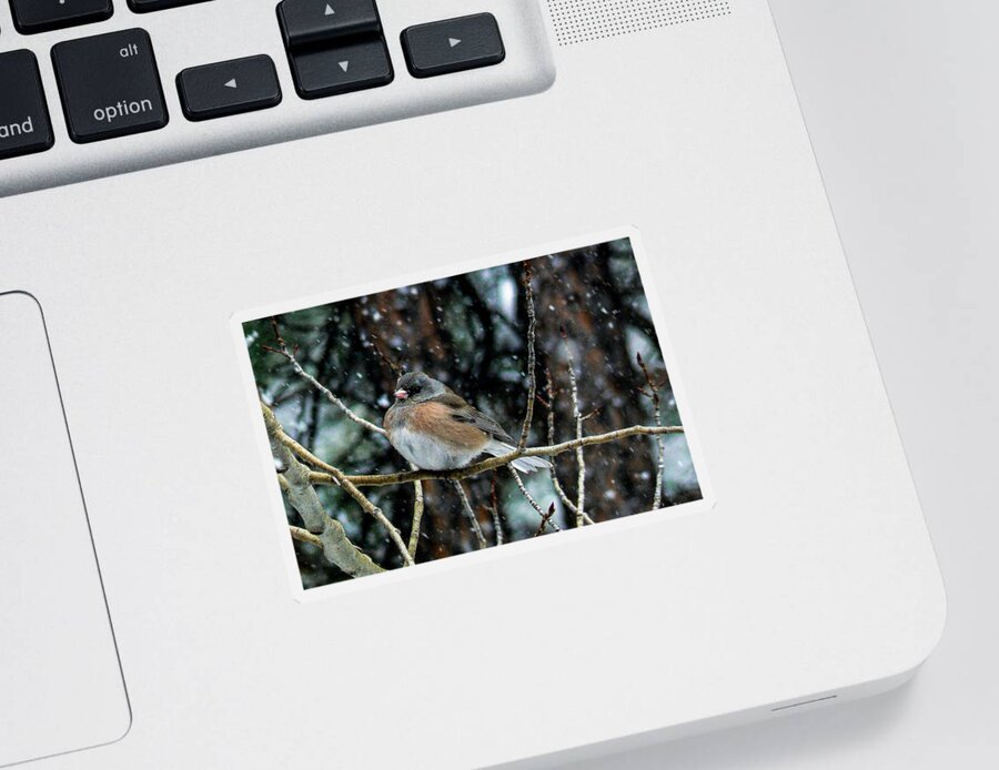 Colorado Sticker featuring the photograph Dark-eyed Junco During a Snowfall by Marilyn Burton