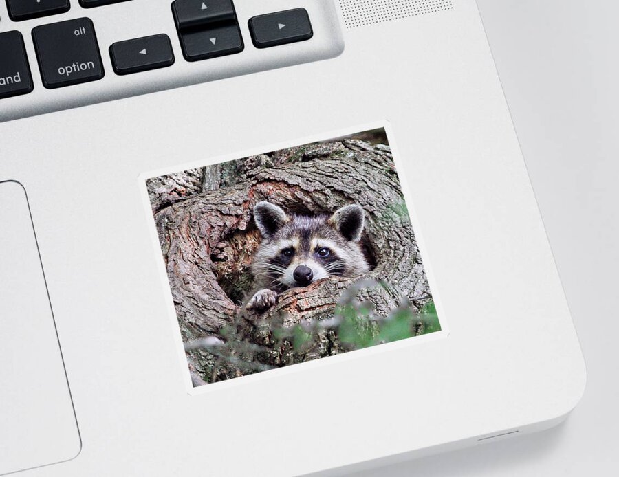 Raccoon Sticker featuring the photograph Daydreaming II by Gina Fitzhugh