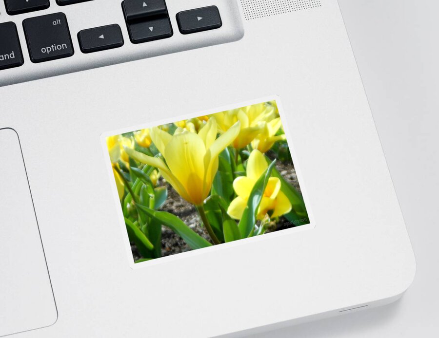 Spring Tulips Sticker featuring the photograph Daydreaming of Yellow Tulips by Kristin Aquariann
