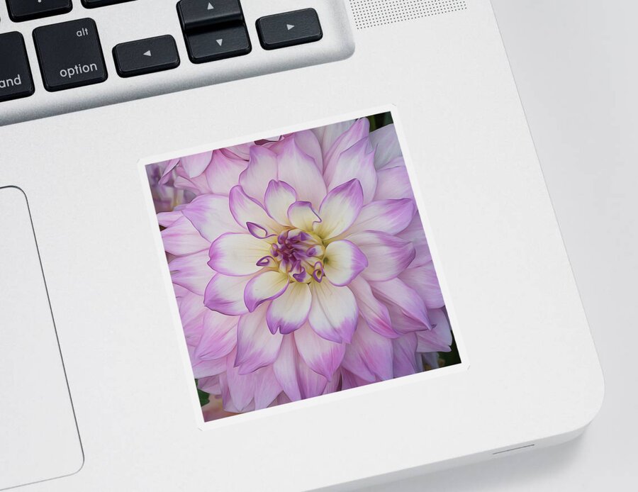 Botanical Sticker featuring the photograph Dazzling Dahlia Oil by Catherine Avilez