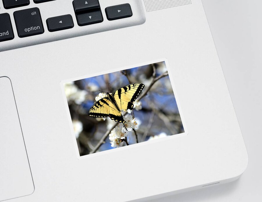 Nature Sticker featuring the photograph De-tailed Swallowtail by Sheila Brown