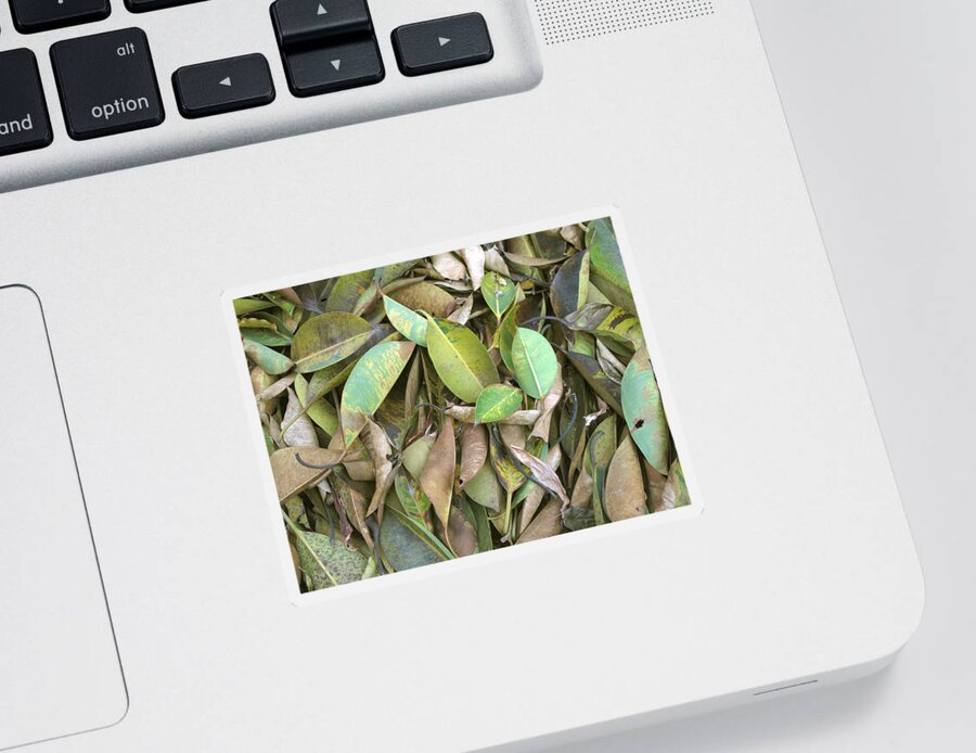 Leaves Sticker featuring the photograph Dead leaves by Asha Sudhaker Shenoy