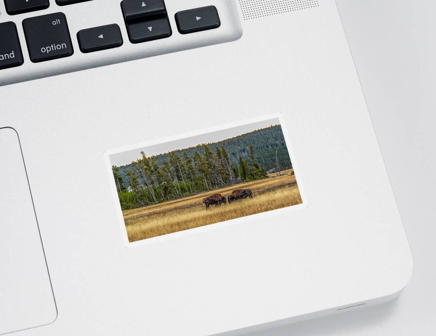 Bison Sticker featuring the photograph Decision At Dawn by Yeates Photography
