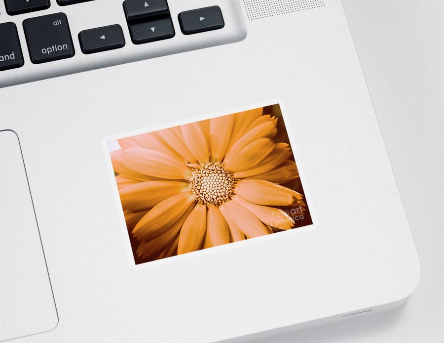 Flower Sticker featuring the photograph Decorative closeness by Jorgo Photography