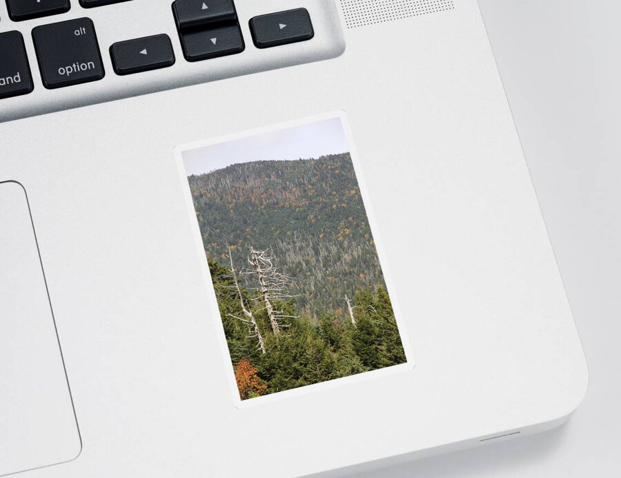 Dead Tree Sticker featuring the photograph Deeper Into Forest by Allen Nice-Webb
