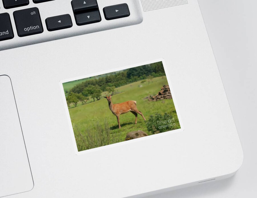 Red Deer Sticker featuring the photograph Deer calf. by Elena Perelman