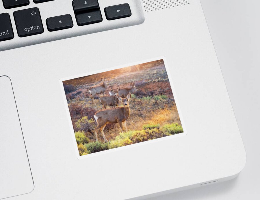 Deer Sticker featuring the photograph Deer in the Sunlight by Darren White