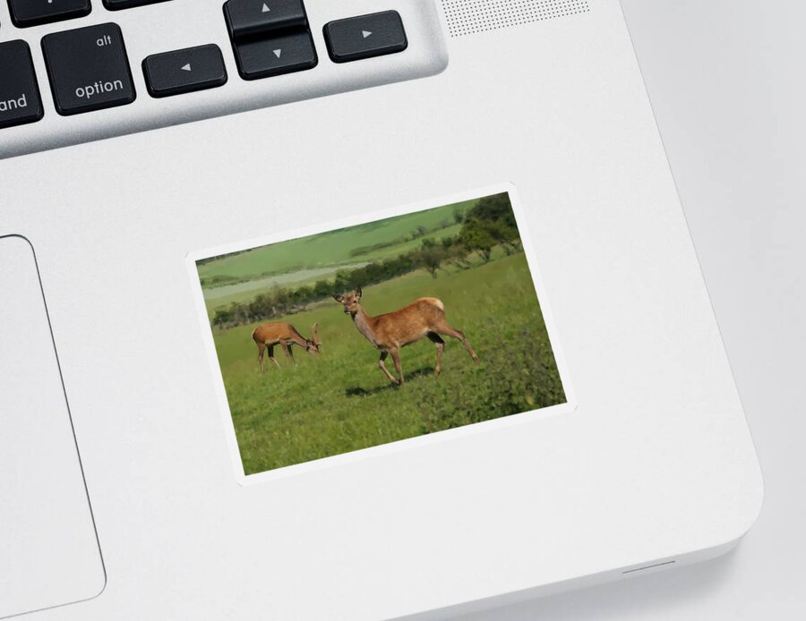 Deer Sticker featuring the photograph Deers on a hill pasture. by Elena Perelman