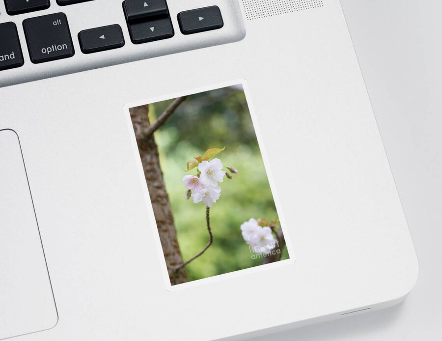 Prunus Matsumae Wakamushiga Zakura Sticker featuring the photograph Delicate Blossom by Tim Gainey