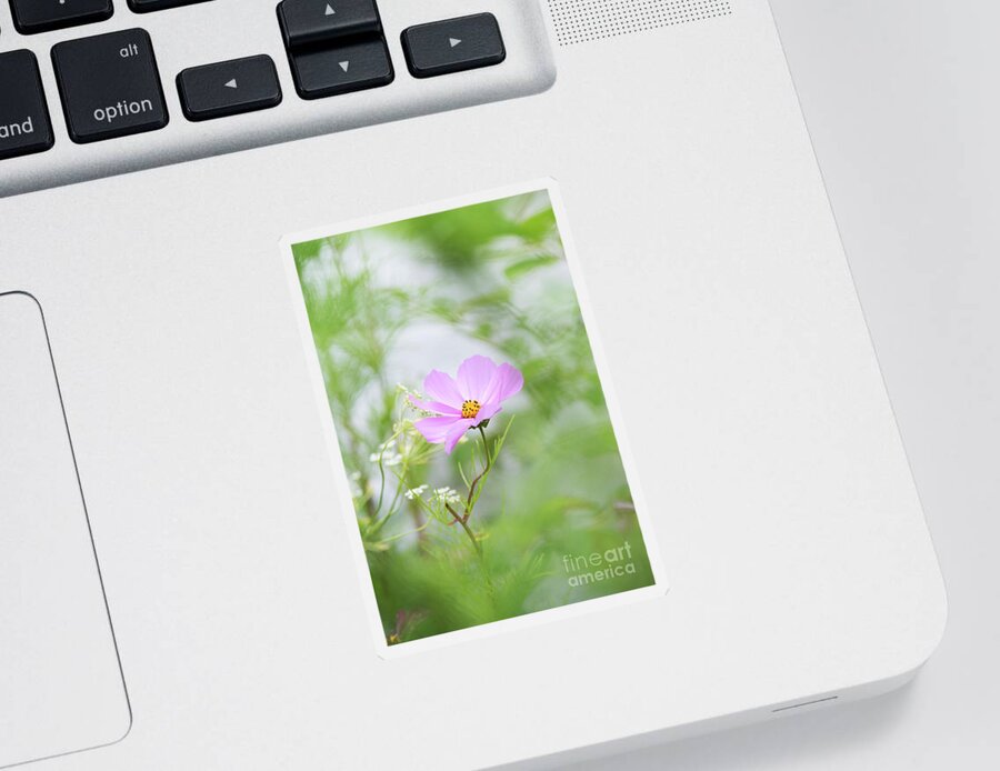 Cosmos Bipinnatus Sticker featuring the photograph Delicate Cosmos by Tim Gainey