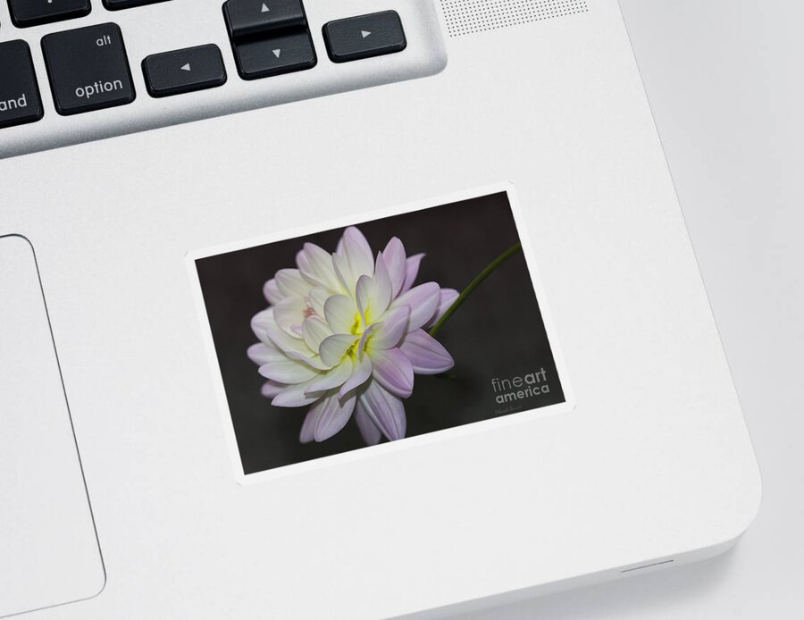 Flower Sticker featuring the photograph Delicate Dahlia Balance by Deborah Benoit