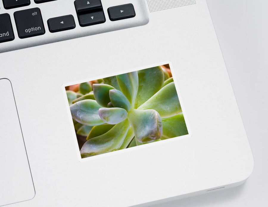 Beautiful Sticker featuring the photograph Blue Pearl Plant by Raul Rodriguez