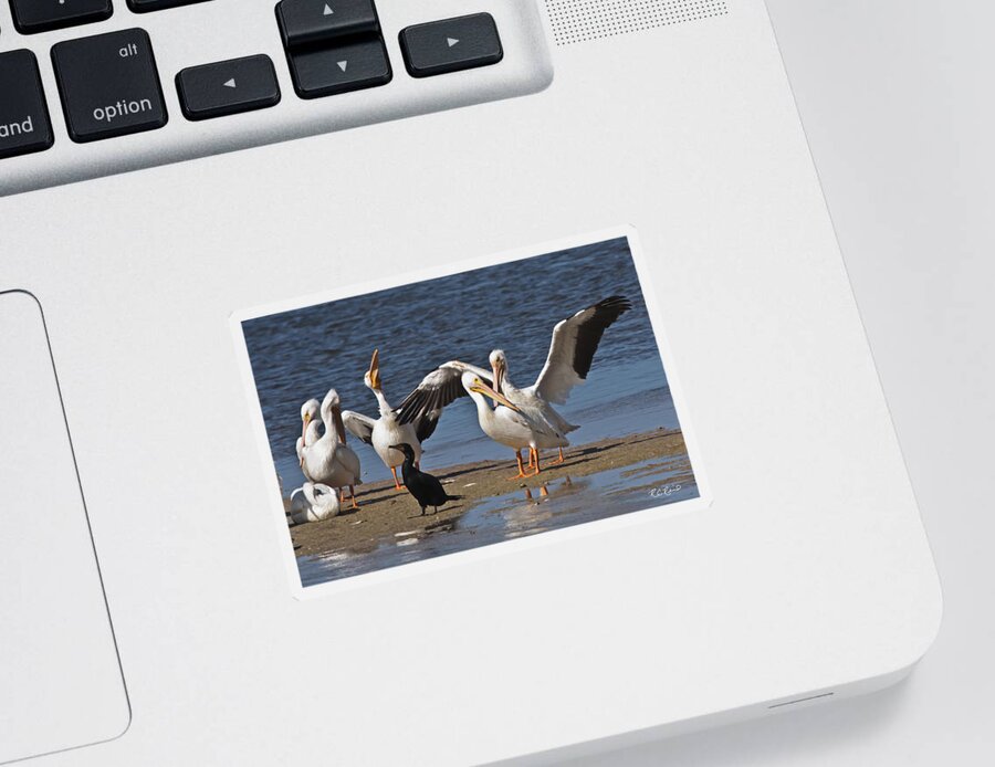 Florida Sticker featuring the photograph Ding Darling - White Pelicans Relaxing by Ronald Reid