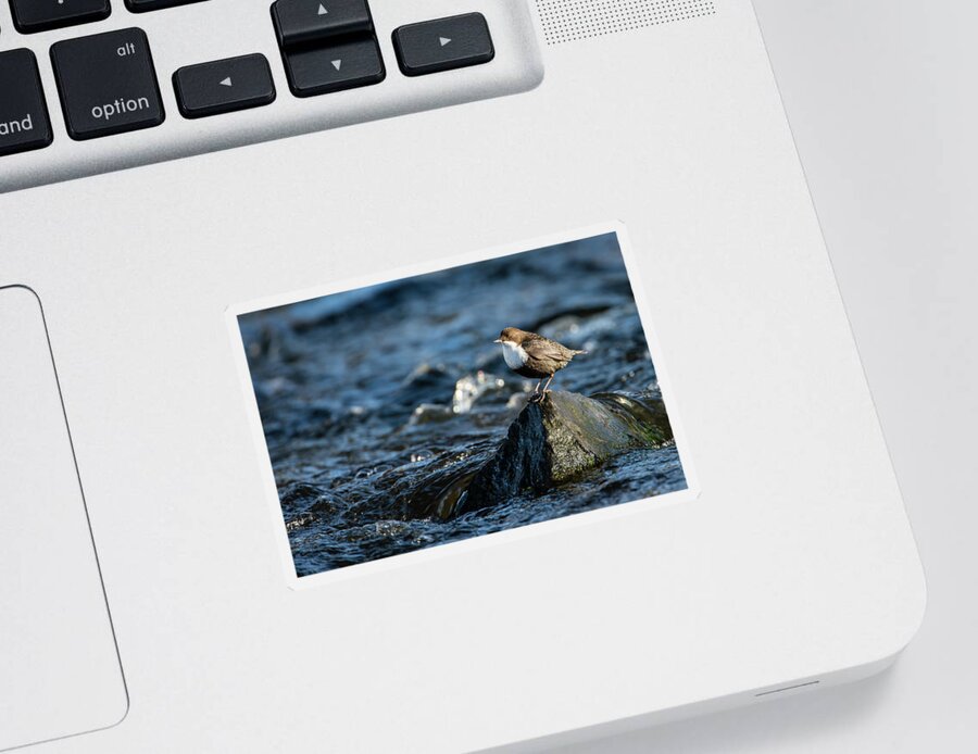 Dipper On The Rock Sticker featuring the photograph Dipper on the rock by Torbjorn Swenelius
