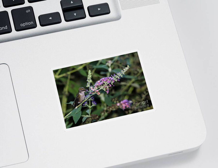 Hummingbird Sticker featuring the photograph Do You Mind by Judy Wolinsky