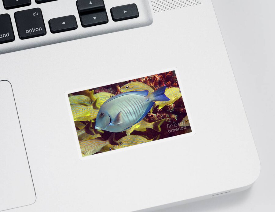Underwater Sticker featuring the photograph Doctorfish by Daryl Duda