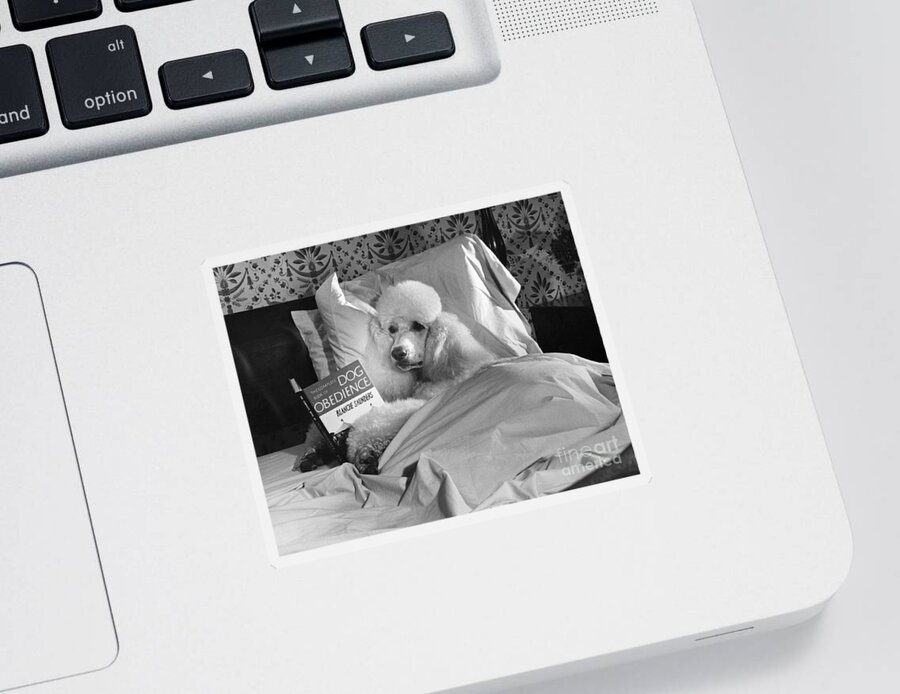 Animal Sticker featuring the photograph Dog Reading in Bed by M E Browning and Photo Researchers