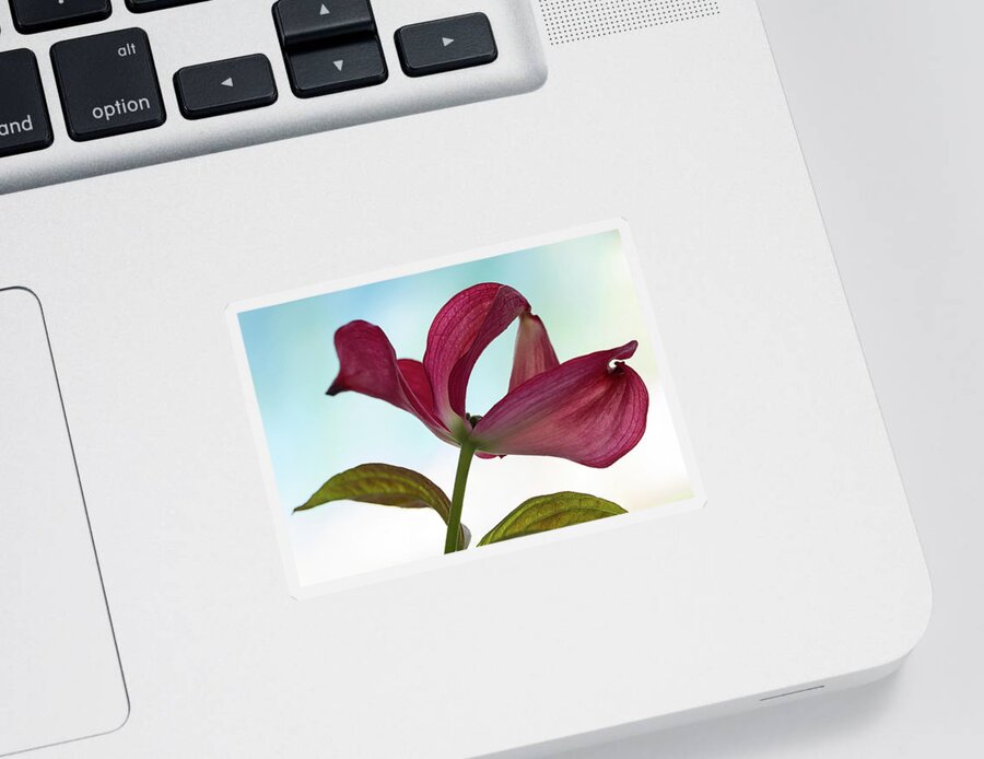Floral Sticker featuring the photograph Dogwood Ballet 3 by Shirley Mitchell