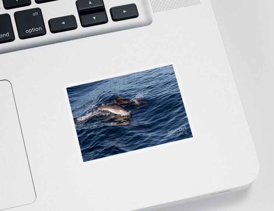 Dolphins Sticker featuring the photograph Dolphins Playing In The Wake by Suzanne Luft