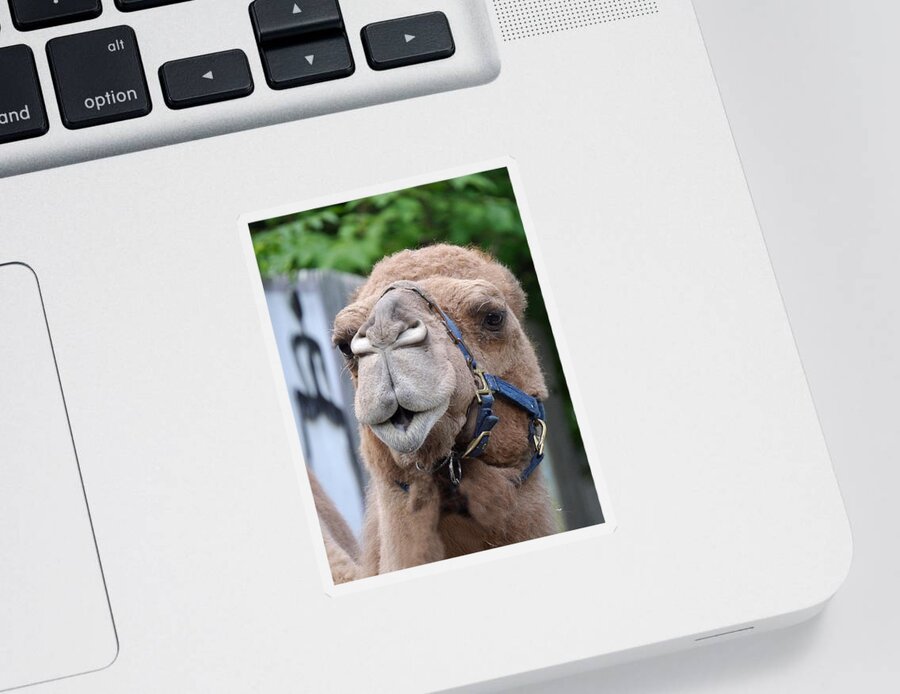 Richard Reeve Sticker featuring the photograph Dominica Camel by Richard Reeve