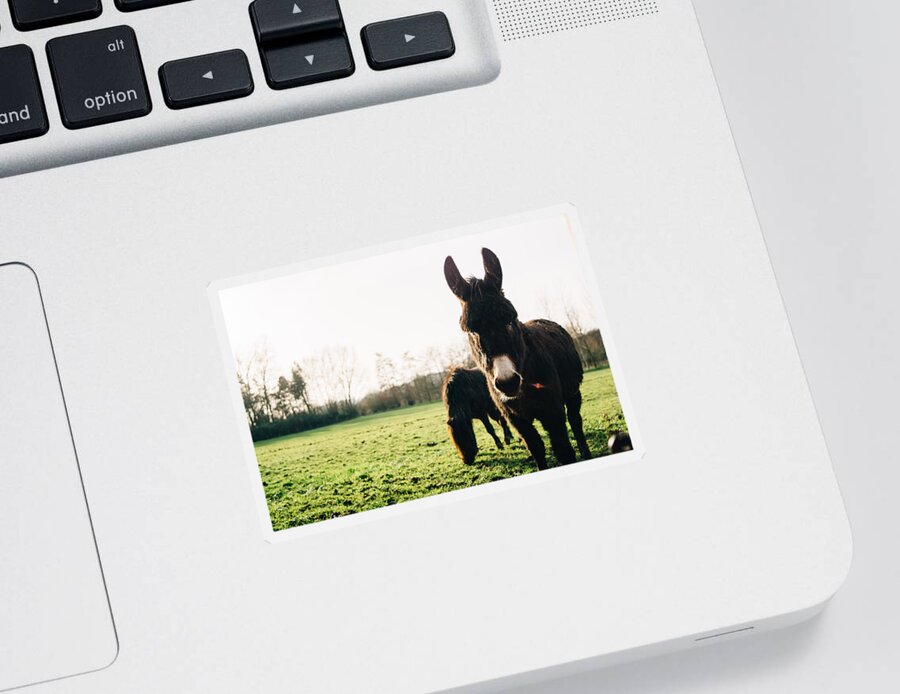 Winter Sticker featuring the photograph Donkey and Pony by Pati Photography