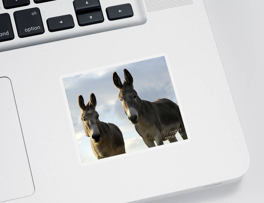 Donkeys Sticker featuring the photograph Donkeys #599 by Carien Schippers