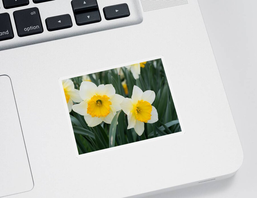 Daffodils Sticker featuring the photograph Double Daffodils by Holden The Moment
