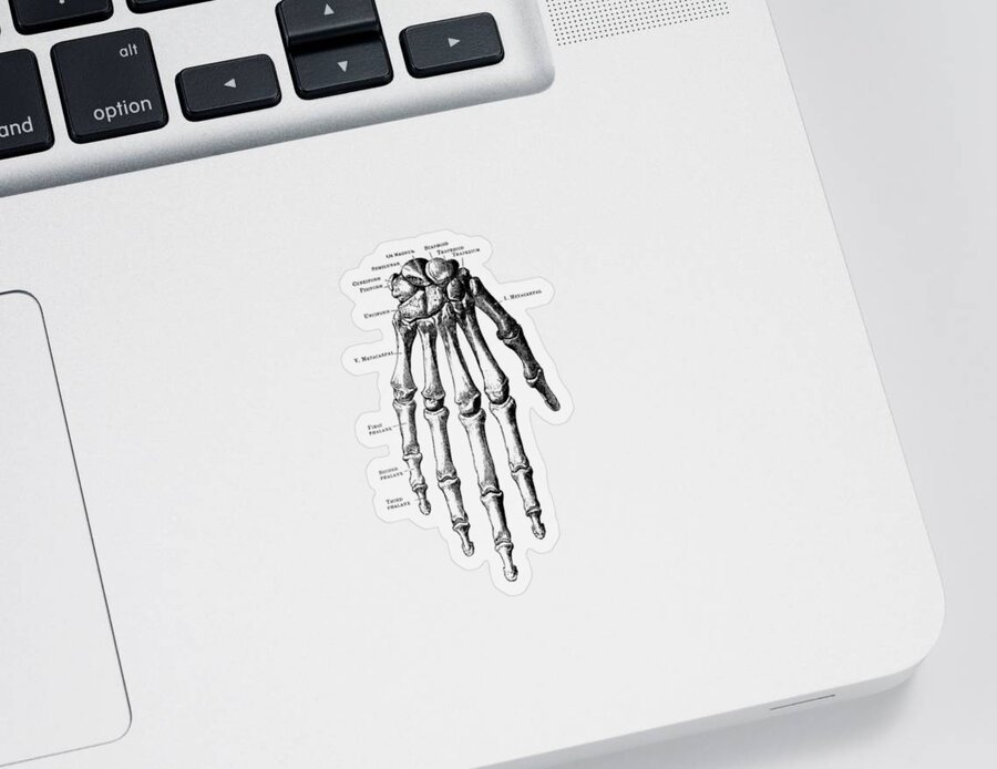 Skeleton Hand Sticker featuring the drawing Down Facing Hand Skeletal Diagram - Anatomy Print by Vintage Anatomy Prints
