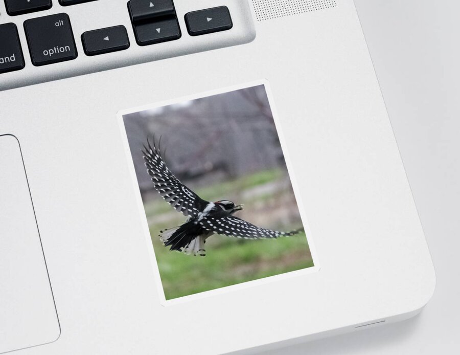 Jan Sticker featuring the photograph Downy Woodpecker in Flight by Holden The Moment