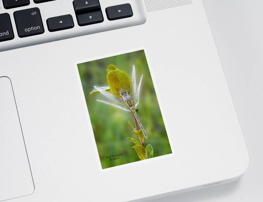 Dragon Fly Sticker featuring the photograph Dragon Fly in the Dew by Peg Runyan